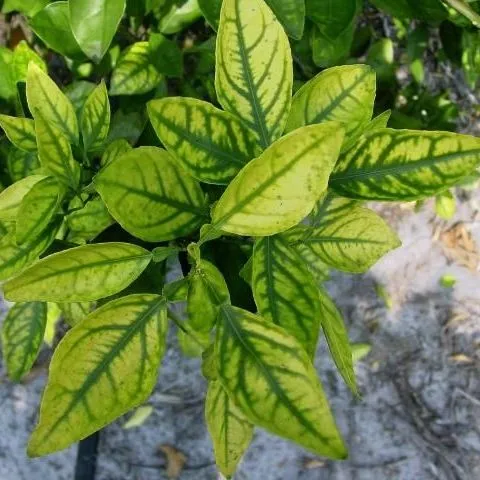 thumbnail for publication: Manganese (Mn) and Zinc (Zn) for Citrus Trees